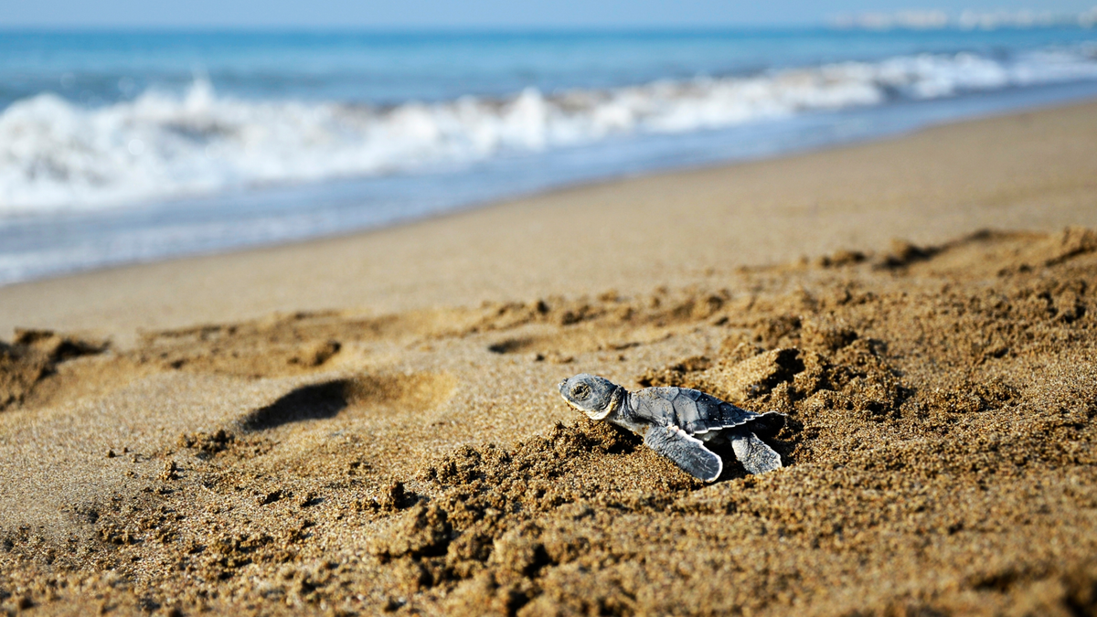 Caretta caretta na plaży w Kalamaki 