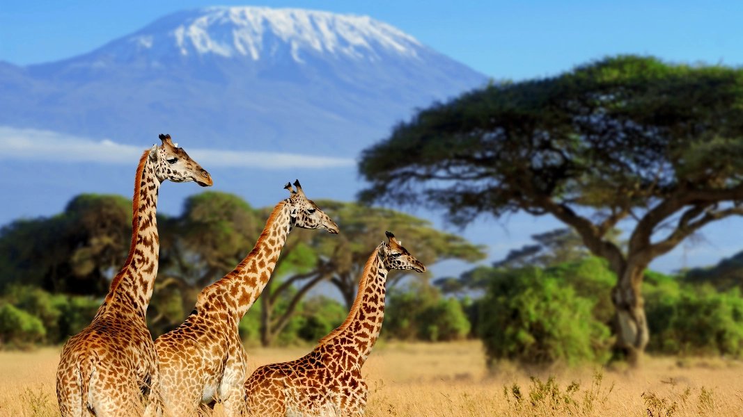 Kenia