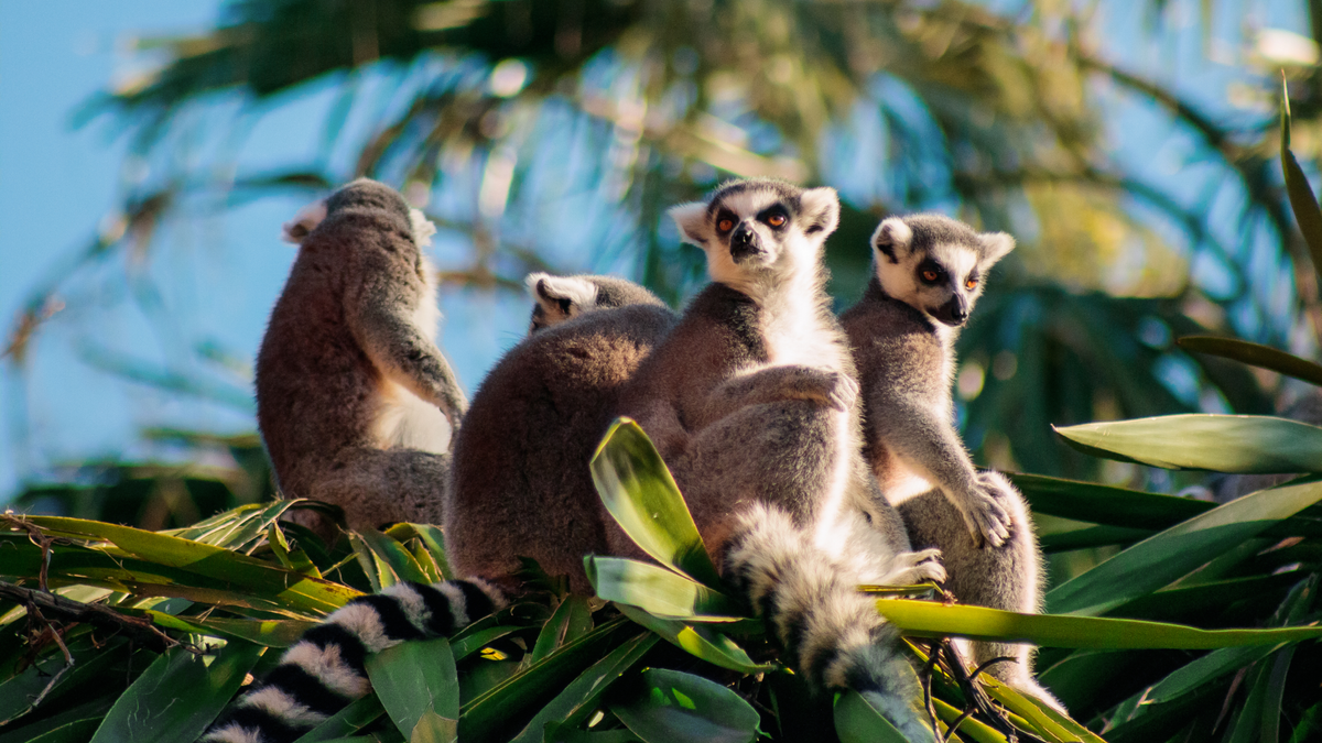 Park Lemuria Land Na Nosy Be