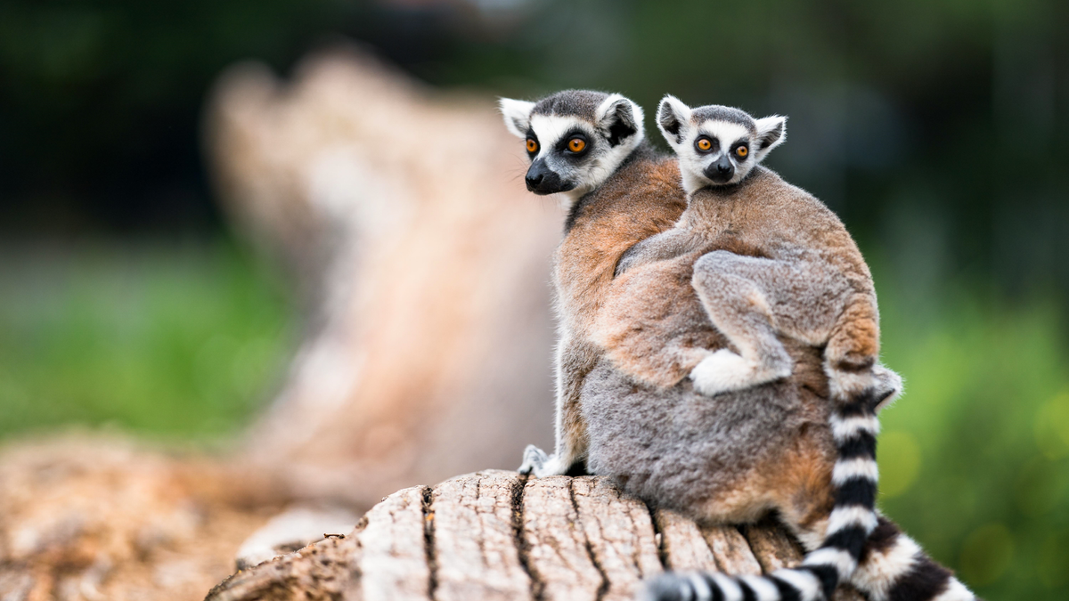 Nosy Komba Czyli Wyspa Lemurów