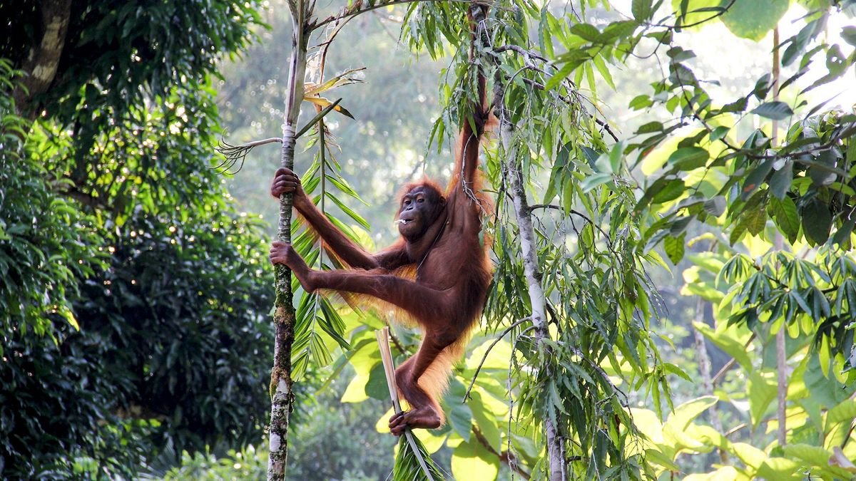 Do serca Borneo + Hotel Holiday Villa Resort & Beachclub