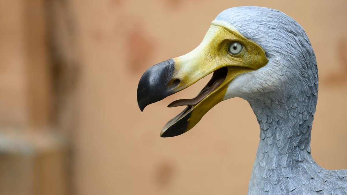 Ptak dodo