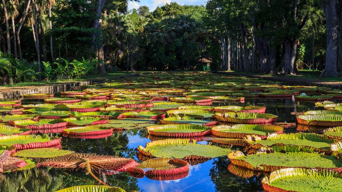 Ogród Botaniczny Pamplemousses