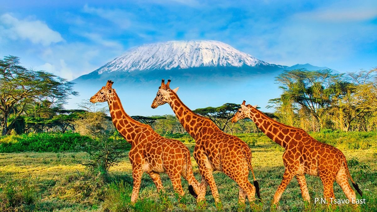 Śniegi Kilimandżaro + Traveller's Beach Hotel & Club