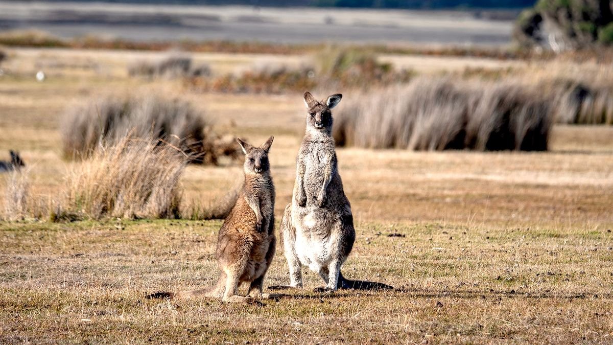 Duet idealny: Australia i Tasmania