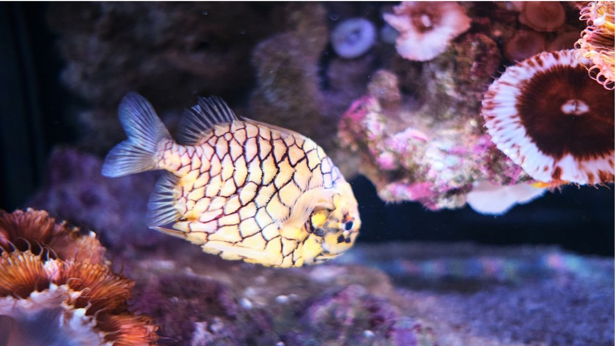 Oceanarium 