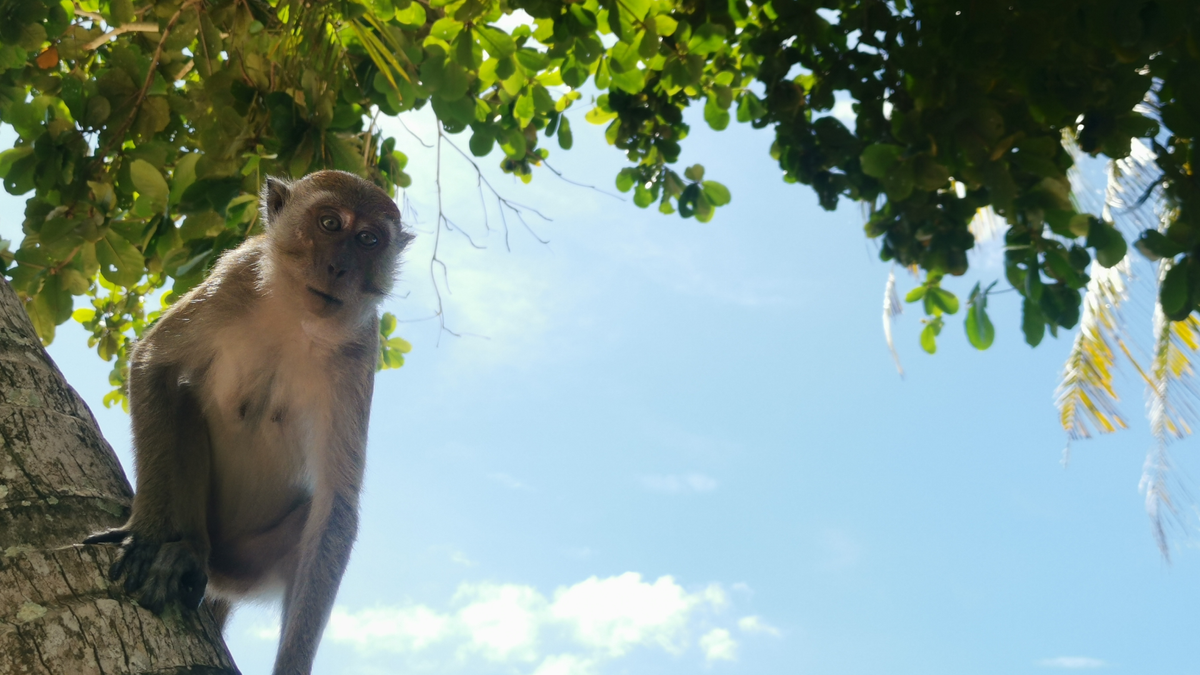 Monkey Trail W Au Nang 