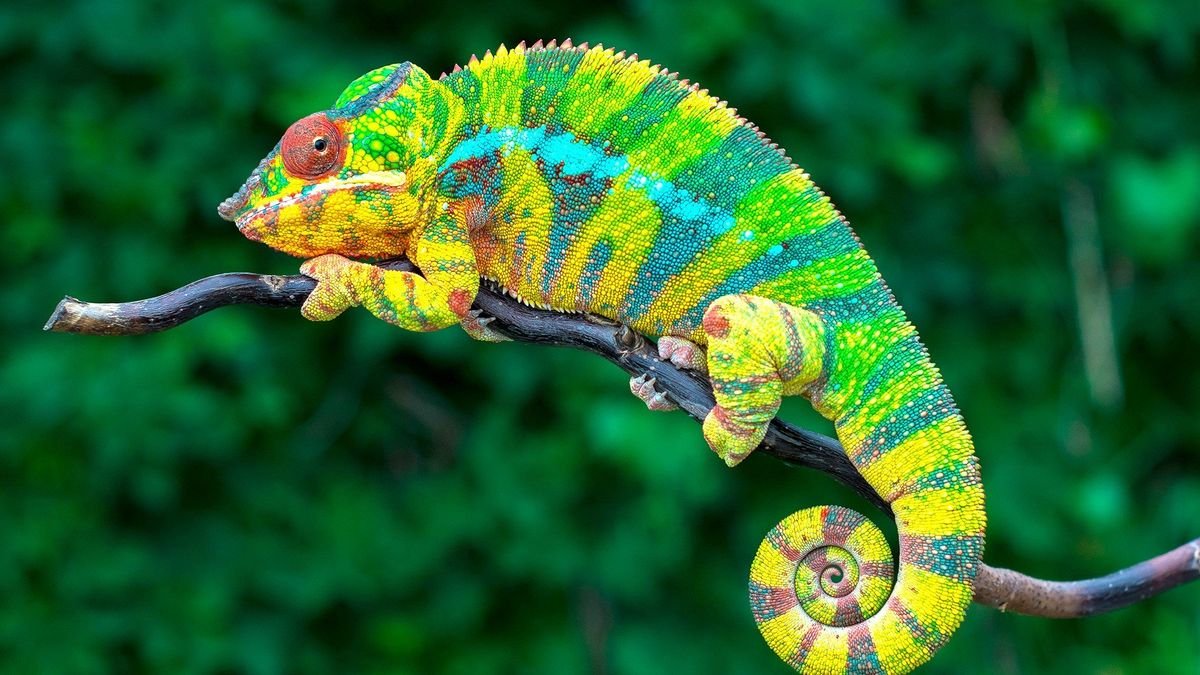 W krainie lemurów i baobabów
