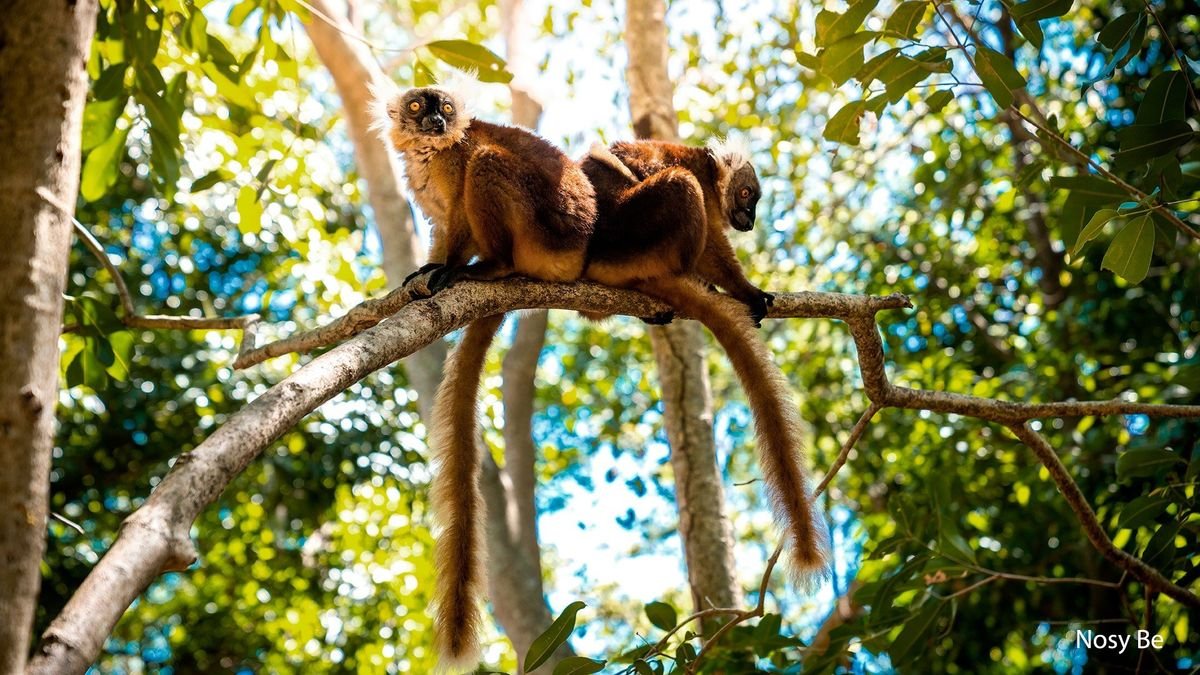 W krainie lemurów i baobabów