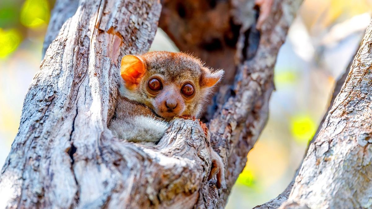W krainie lemurów i baobabów