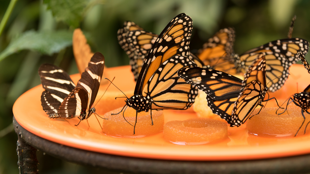Mariposario