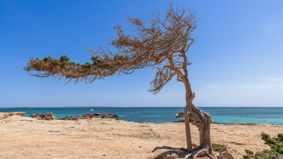 Playa De Ses Salines