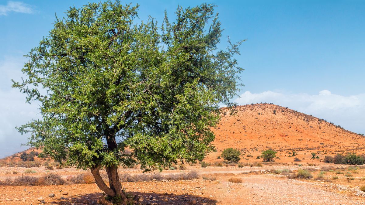 Drzewa arganowe