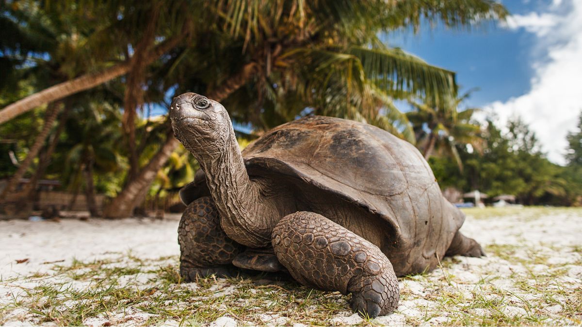Żółwie z Aldabra