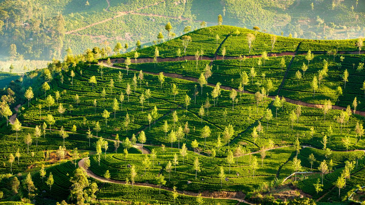 Herbata i jej plantacje