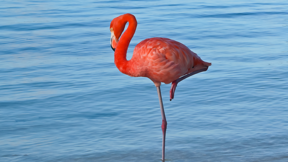 Różowe Flamingi