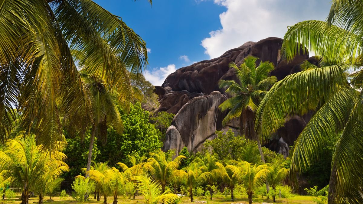 Plantacja kokosów na La Digue