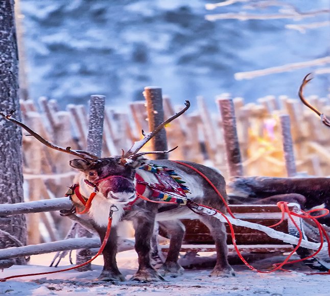 Laponia – gdzie mieszka Święty Mikołaj?