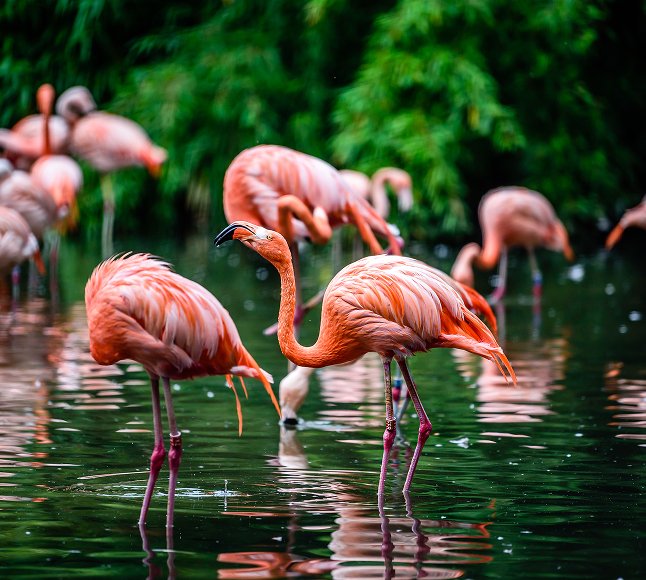 Gdzie żyją flamingi - najbardziej różowe ptaki na świecie