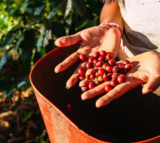 Kolumbijska kawa - co czyni ją najlepszą?