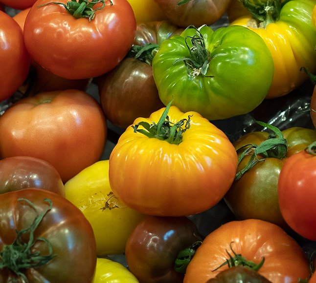 Święto La Tomatina – skąd wzięła się hiszpańska bitwa na pomidory?