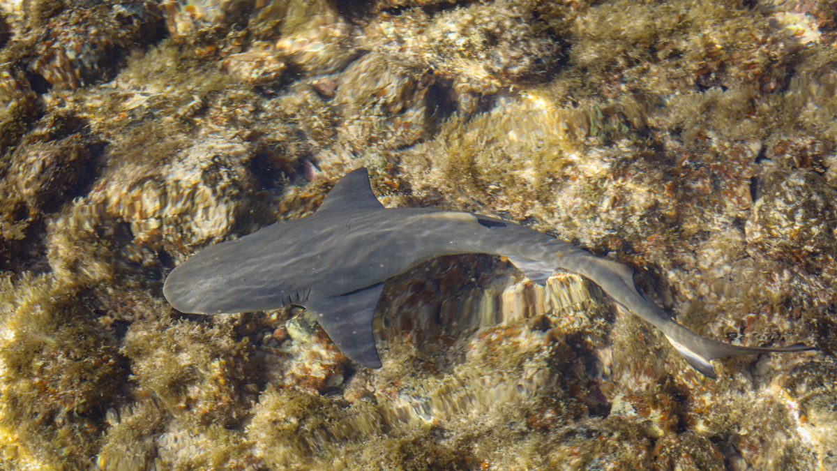 Rekiny Żółte, Lemon Shark 