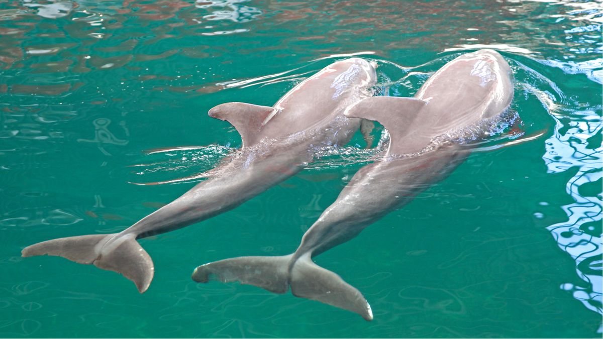 Delfinarium – Warna