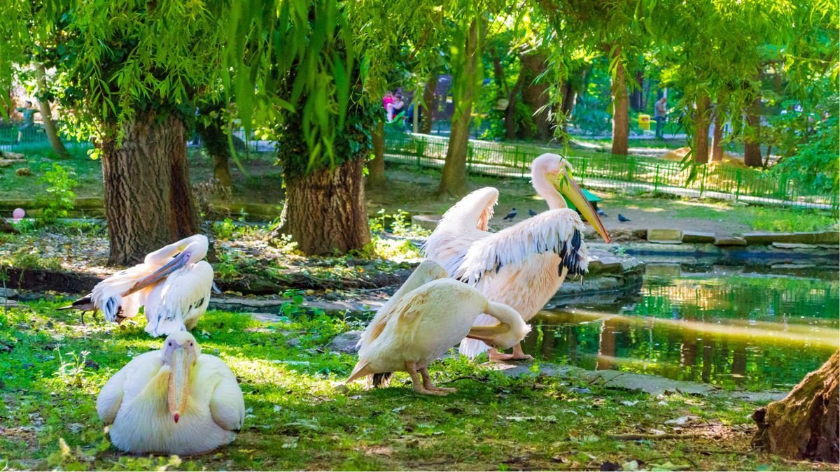  Zoo – Warna