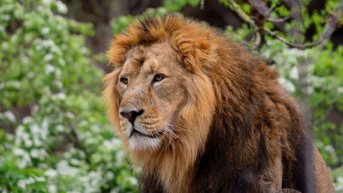 Dzika natura Afryki + Hotel Kiwengwa Beach Resort