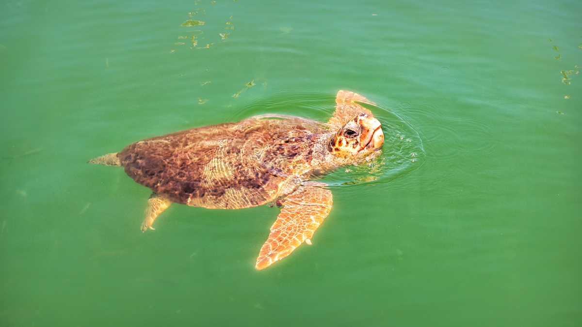 Obserwacja Żółwi Caretta Caretta