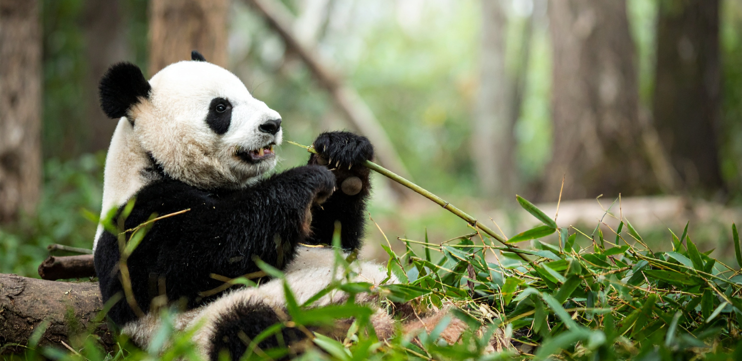 Chiny panda