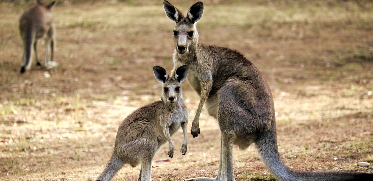 Kangury