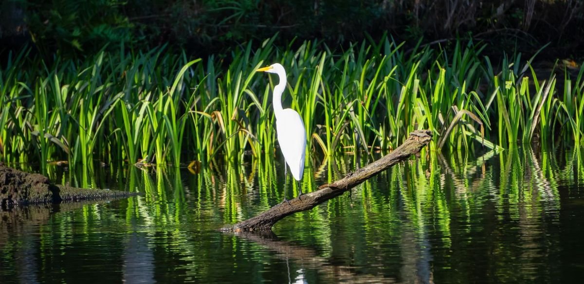 Park Narodowy Everglades