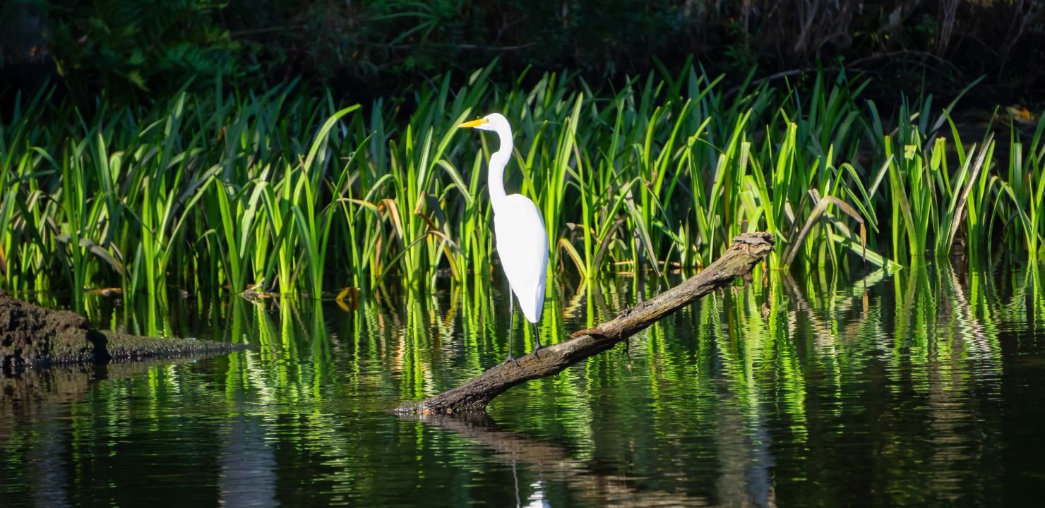 Park Narodowy Everglades