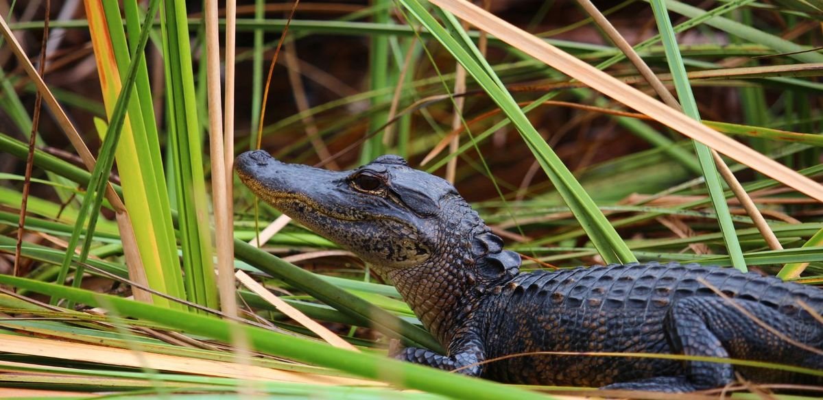 Park Narodowy Everglades