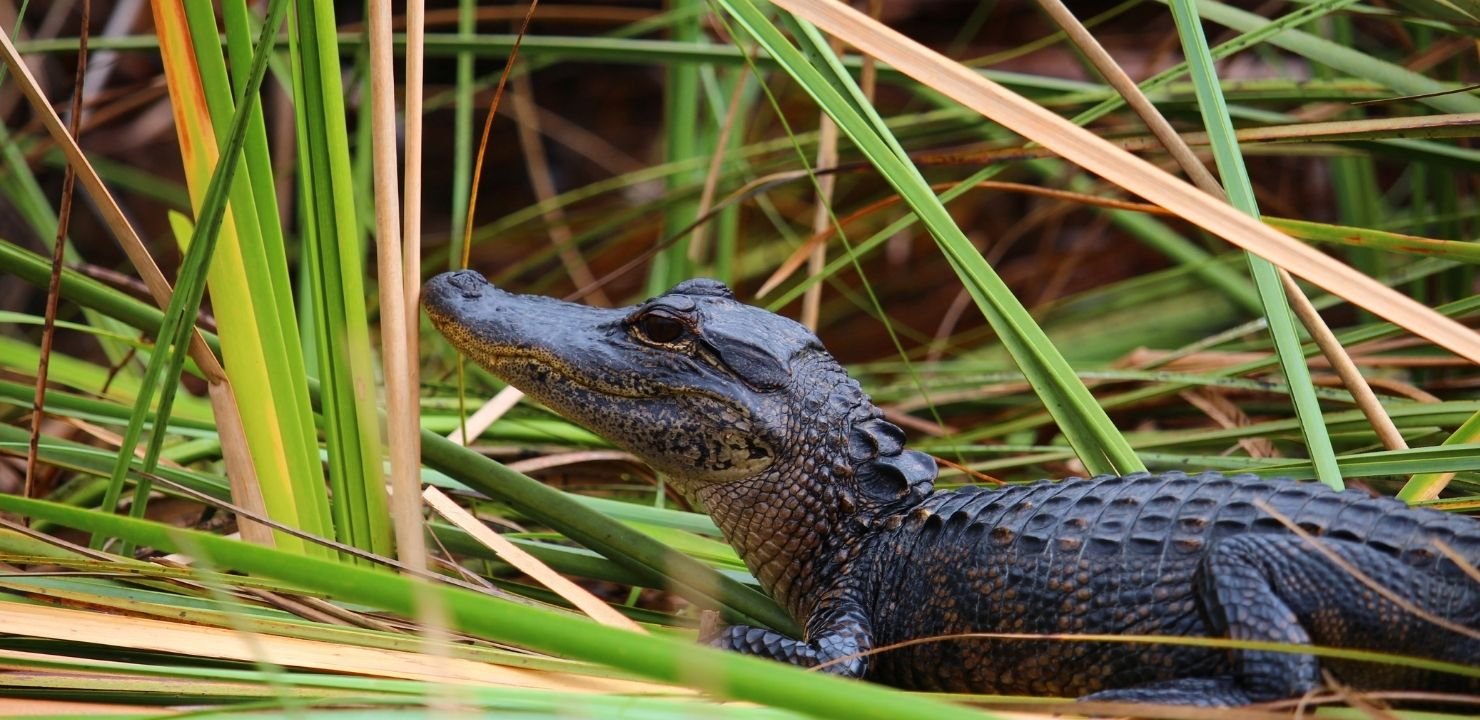 Park Narodowy Everglades