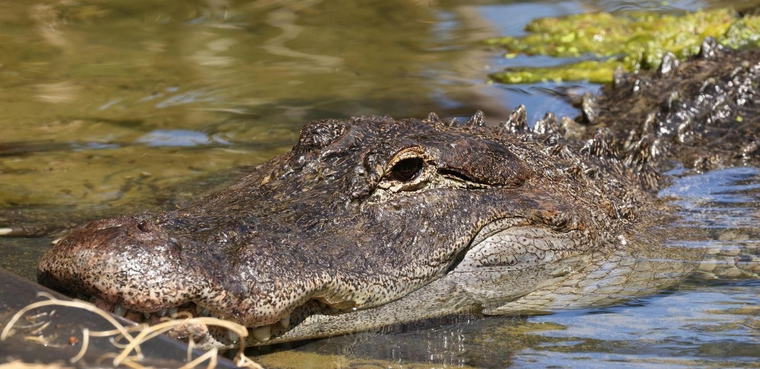Park Narodowy Everglades