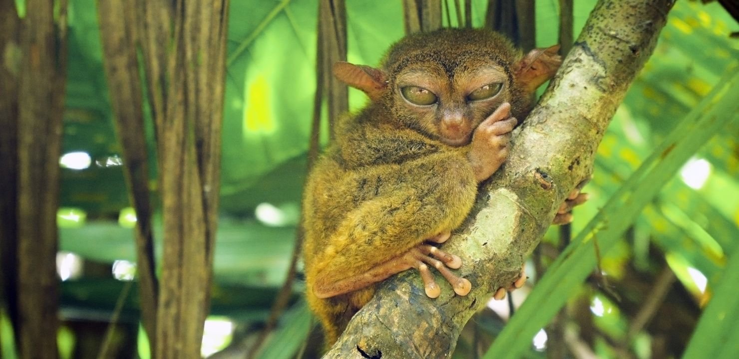 Tarsier