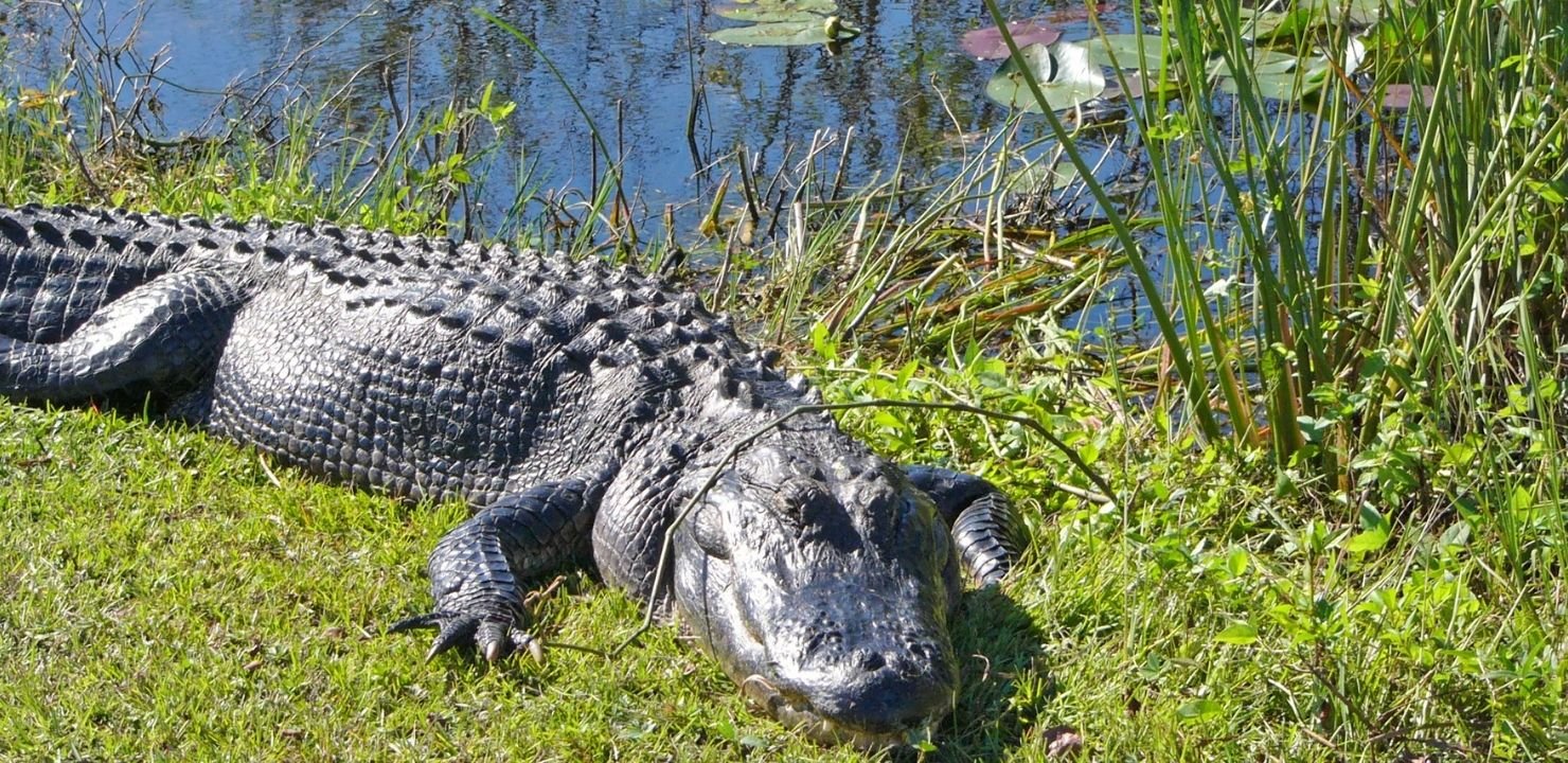 Park Narodowy Everglades