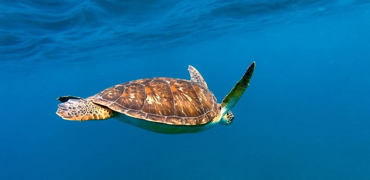 Snorkeling