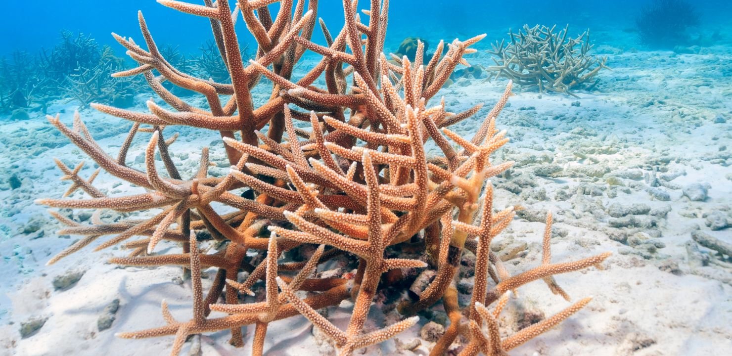 Coral Garden