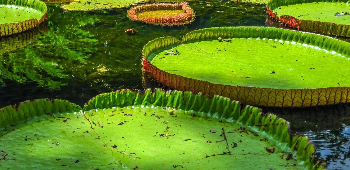 Mauritius