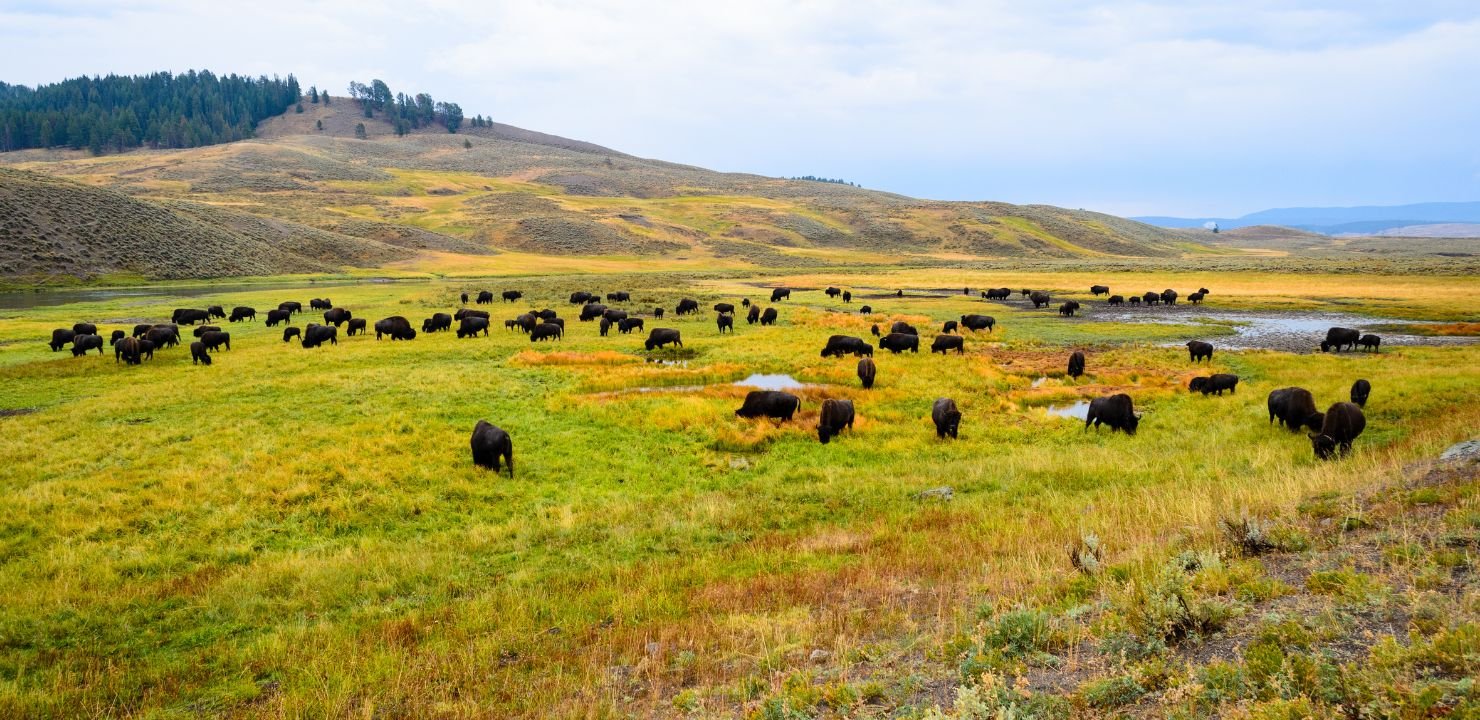 PN Yellowstone