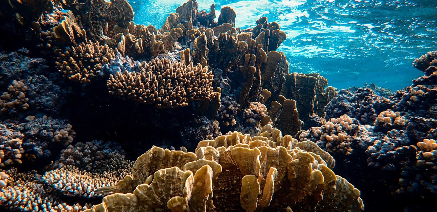 Reef Garden